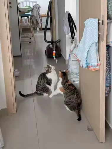 Two cats watching a hanging toy in a doorway — illustrative play scene